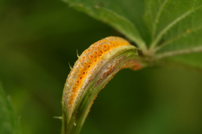 Nature picture: Puccinia urticata / Brandnetelroest / 