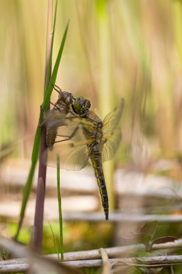 Nature picture: Brachytron pratense / Glassnijder / Hairy Dragonfly