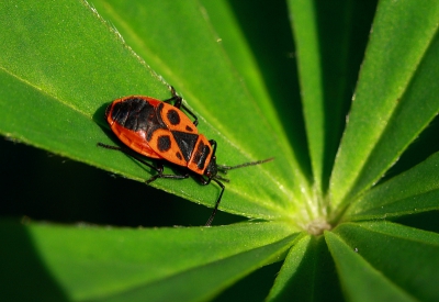 Nature picture: Pyrrhocoris apterus / Vuurwants / Fire Bug