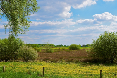 Nature picture:  / Boterbloemenveld / 
