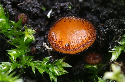 Nature picture: Scutellinia scutellata / Wimperzwammetje / Eyelash cup