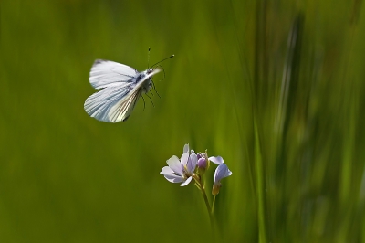 Nature picture: Pieris napi / Klein geaderd witje / 