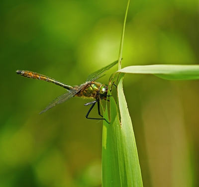 Nature picture: Cordulia aenea / Smaragdlibel / Downy emerald