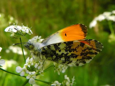 Nature picture: Anthocharis cardamines / Oranjetipje / 