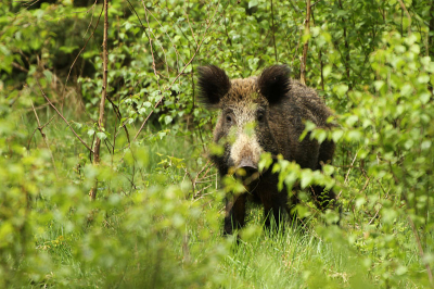 Nature picture: Sus scrofa / Wild zwijn / Wild boar