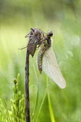 Nature picture: Libellula quadrimaculata / Viervlek / Four spotted chaser