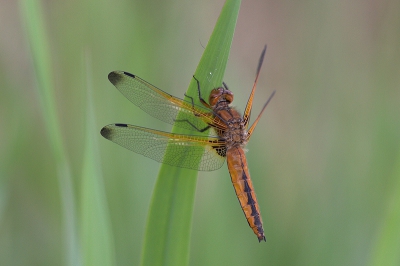 Nature picture: 1. Bruine korenbout