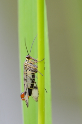 Nature picture: Panorpa communis / Schorpioenvlieg / 