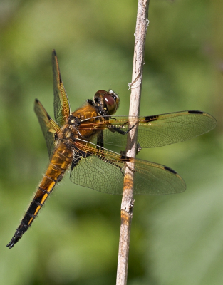 Nature picture: Libellula quadrimaculata / Viervlek / Four spotted chaser