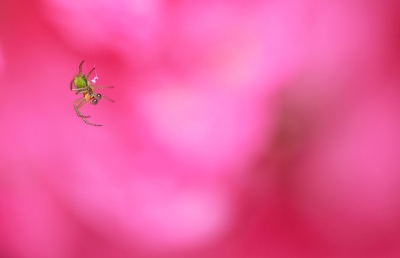 Nature picture: Araniella cucurbitina / Komkommerspin / Cucumber spider
