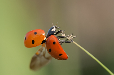 Nature picture: Coccinella septempunctata / Zevenstippelig lieveheersbeestje / 