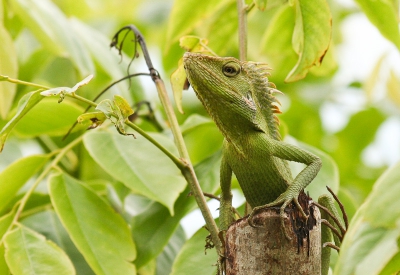 Nature picture: Iguana iguana / Groene leguaan / Green Iguana