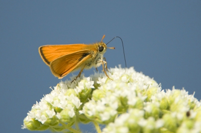Nature picture: Thymelius hyrax / Turks Geelsprietdikkopje / Levantine Skipper