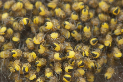 Nature picture: Araneus diadematus / Kruisspin (baby's) / Garden spider