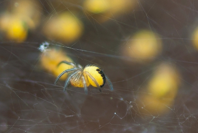 Nature picture: Araneus diadematus / Kruispin(baby's) / Garden spider