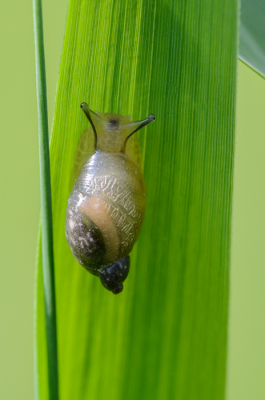Nature picture: Succinea putris / Gewone Barnsteenslak / 
