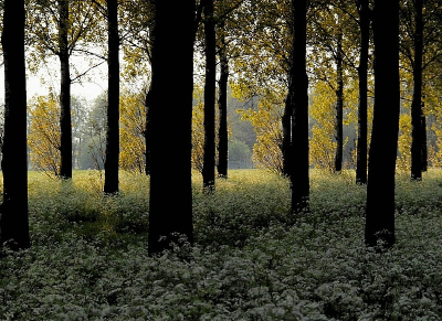 Nature picture:  / Polderbos met avondzon / 