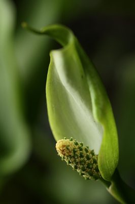 Nature picture: Calla palustris / Slangenwortel / 
