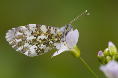 Nature picture: Anthocharis cardamines / Oranjetipje / -