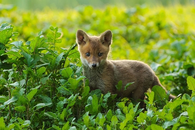 Nature picture: Vulpes vulpes / Vos / Red Fox