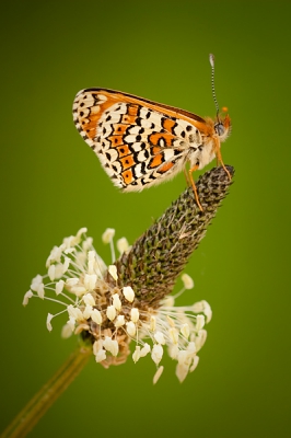 Nature picture: Melitaea cinxia / Veldparelmoervlinder / Clanville Fritillary