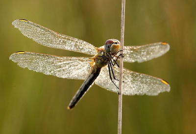 Sinds enkele dagen ben ik de trotse bezitter van een nieuwe macro-lens en probeer ik in de heide af en toe wat bij te leren. Toen ik deze bedauwde heidelibel zag zitten, kreeg ik ruim de tijd om eens wat te experimenteren met allerlei instellingen.