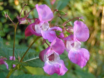 Impatiens glandulifera / Reuzenbalsemien / Himalayan Balsam