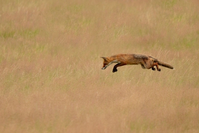 Vulpes vulpes / Vos / Red Fox