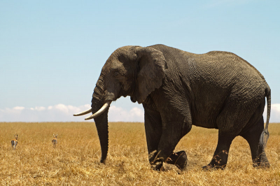 Afrikaanse olifant over de Serengeti. De foto had ik eerder geupload in zwart wit. In kleur is die misschien ook wel leuk.