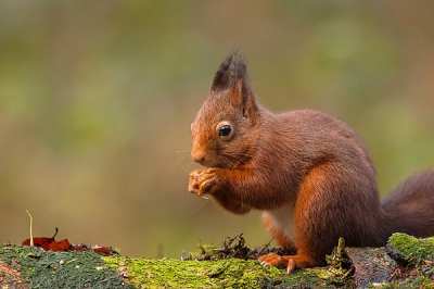 In het bos, was niet optimaal licht ,maar met iso omhoog gedaan is het toch gelukt om dit eekhoorntje te pakken kunnen nemen

Gr sam