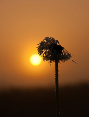 Het was zonsopkomst toen ik deze foto heb genomen, De dauwdruppels zaten op deze pluizige paardenbloem, gewacht tot de zon er mooi naast stond en plat op mijn buik in het natte gras genomen