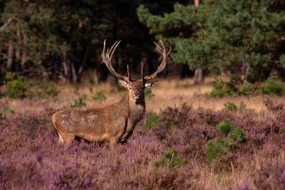 Vandaag naar de hoge Veluwe geweest om foto`s te maken van de bronstijd, jammer dat ze even te zien waren, toch deze opname nog kunnen maken

gr sam