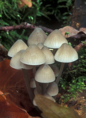 <i class='fa fa-user'></i> Eric Gibcus | Bundel mycena  <i class='fa fa-eye'> 191</i>   <i class='fa fa-comment-o'> 0</i>