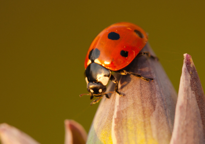 Zat voor in de tuin toen ik dit LHB zag lopen op deze bloem, macro op de camera gezet en er foto`s van gemaakt.

Gr sam