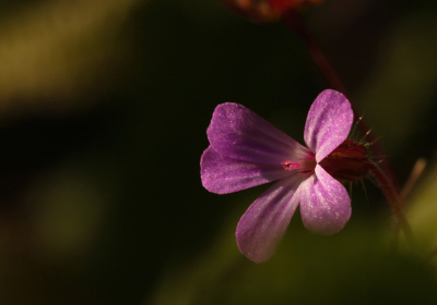 Ik zag dit mooie bloemetje en heb bewust het stampertje niet te scherp gemaakt, het ging mij hier voor de blaadjes, Iets ingelitst en niet te licht in beeld gezet, Ik vond het zo mooi en zo wilde ik hem ook hebben

Gr sam