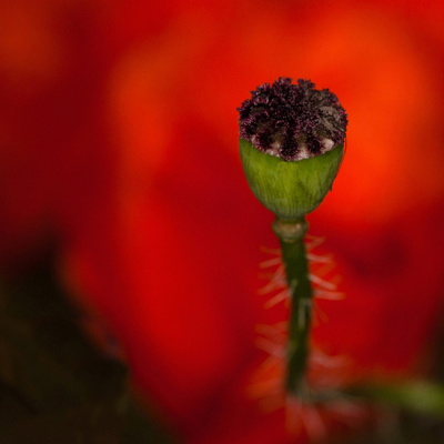 In onze plantenbak zag ik deze klaproos staan, De zaaddoos stond mooi voor een blad, zodat ik een mooie rode achtergrond erbij gekregen heb