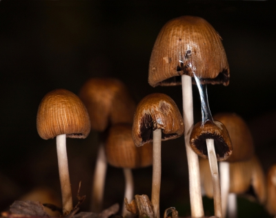 Was iets te donker om hem zonder flits te nemen, geen sluitertijd genoeg, heb hem met de macroflitser ingeflist, Plat op de gond gelegen om hem zo te kunnen fotograferen

Gr sam