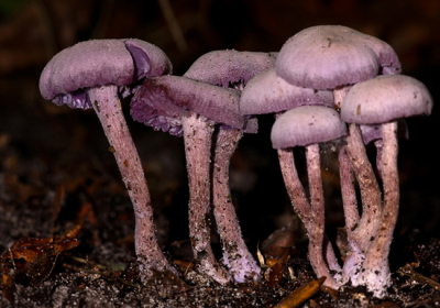 Zag deze paddestoelen en ik kon niet de sluitertijd krijgen die ik wilde hebben, dus mijn macroflitser er oip gezet en ingeflist, Deze heb ik plat liggens op de grond genomen

gr sam