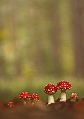 Amanita muscaria / Vliegenzwam / Fly Agaric