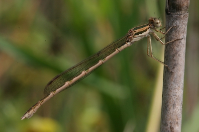 Hierbij mijn eerste upload naar Nederpix. Ik hoopte  dat dit vrouwtje van de Bruine winterjuffer, dat als imago overwintert, enige verkoeling zou brengen in de bloedhete Duintuin.
Canon 20D/Macro 100mm, F16, 1/100 sec. ISO 400, 2/3 stop onderbelicht.