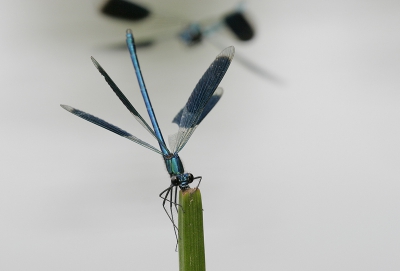 Ik heb mij flink uitgeleefd op de Weidebeekjuffers. Het doel dat ik mijzelf had gesteld was om de actie te fotograferen dat het ene mannetje het andere verjaagt. Ben helaas niet optimaal geslaagd hierin, maar hierbij twee pogingen.
Canon EOS 20D met Sigma 150/2.8. Verdere technisceh gegevens zie Exif.