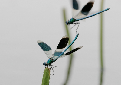 Ik heb mij flink uitgeleefd op de Weidebeekjuffers. Het doel dat ik mijzelf had gesteld was om de actie te fotograferen dat het ene mannetje het andere verjaagt. Ben helaas niet optimaal geslaagd hierin, maar hierbij twee pogingen.
Canon EOS 20D met Sigma 150/2.8. Verdere technisceh gegevens zie Exif.