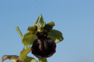 Op mijn wandeling vanochtend meerdere orchissen gevonden, ik hoop op determinatie door de experts, zelf kom ik er niet uit, behalve dan dat het Ophrys spec. genoemd kan worden.