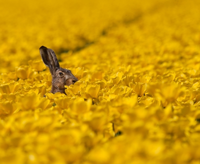 Uit de auto met rijstzak, Deze Haas stak even mooi zijn kop boven een tulpenveld uit, ziet er wel geinig uit

Gr sam