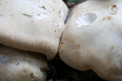 Nature picture: Calocybe gambosa / Voorjaarspronkridder / St George mushroom Nature picture: Calocybe gambosa / Voorjaarspronkridder / St George mushroom