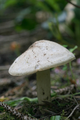 Nature picture: Calocybe gambosa II / Voorjaarspronkridder II / St George mushroom II Nature picture: Calocybe gambosa II / Voorjaarspronkridder II / St George mushroom II