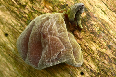 Nature picture: Hirneola auricula-judae / Judasoor / Jelly ear Nature picture: Hirneola auricula-judae / Judasoor / Jelly ear