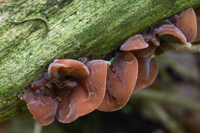 Nature picture: Hirneola auricula-judae / Judasoor / Jelly ear Nature picture: Hirneola auricula-judae / Judasoor / Jelly ear