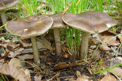 Nature picture: Pluteus cervinus / Hertenzwam / Deer Shiel