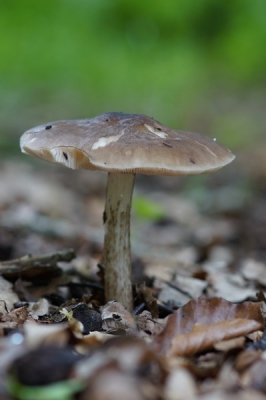 Nature picture: Pluteus cervinus / Hertenzwam / -